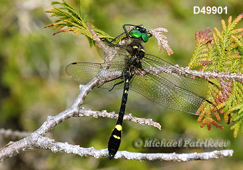 Swift River Cruiser (Macromia illinoiensis)